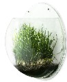 Wand Vase